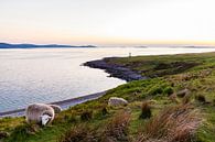 Flock of sheep near Ullapool in the Highlands of Scotland by Werner Dieterich thumbnail