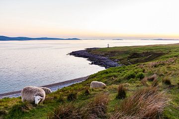 Troupeau de moutons près d'Ullapool dans les Highlands d'Écosse sur Werner Dieterich