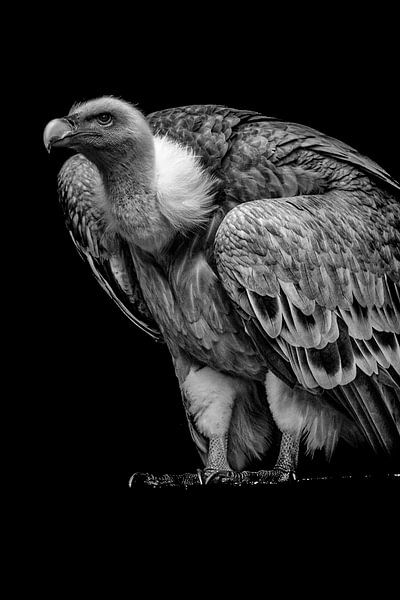 Vautour en noir et blanc par Celina Dorrestein