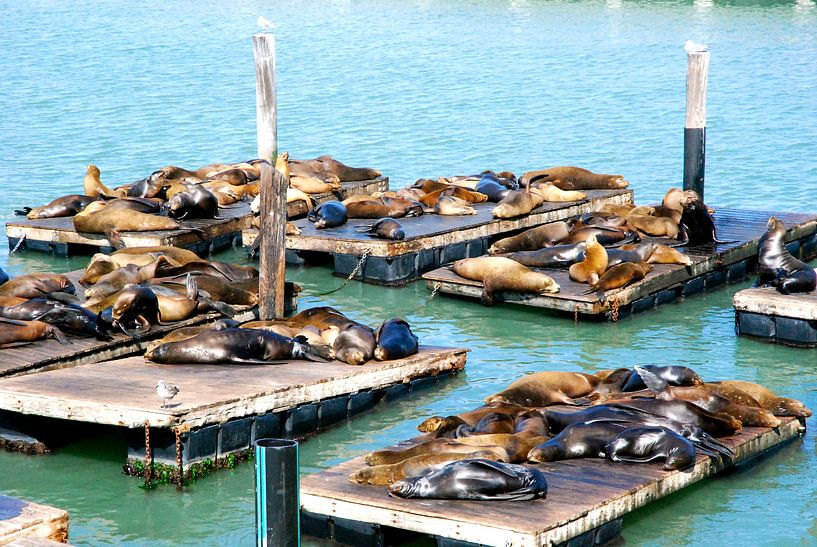 Lions de mer, San Francisco, Californie par Samantha Phung