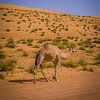 Chameau solitaire dans le désert sur Lisette van Leeuwen