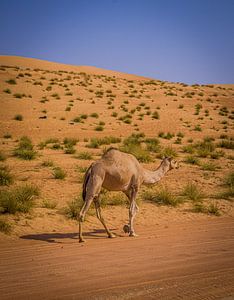 Eenzame kameel in de woestijn van Lisette van Leeuwen