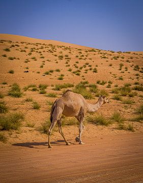 A lonely camel in the desert by Lisette van Leeuwen