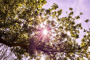 Lage Bergse Bos - Sonne Nr. 2 von Deborah de Meijer