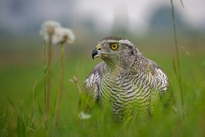 Goshawk im Grasfeld