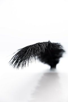 Schwebende schwarze Feder von Tom Van den Bossche