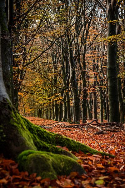 Kapwälder von Gerard Glavimans