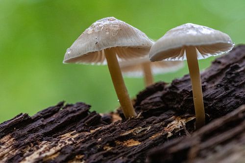 mushrooms on bark