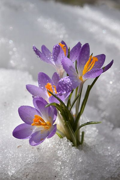 The first crocuses in the garden by Claude Laprise