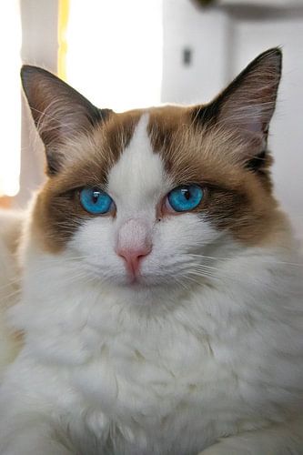 I Think I See A Pussycat