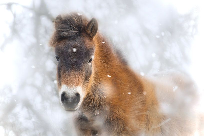 A foal in the snow by WeVaFotografie