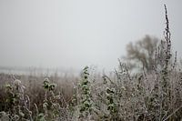 Frozen plants in a frostbite shower