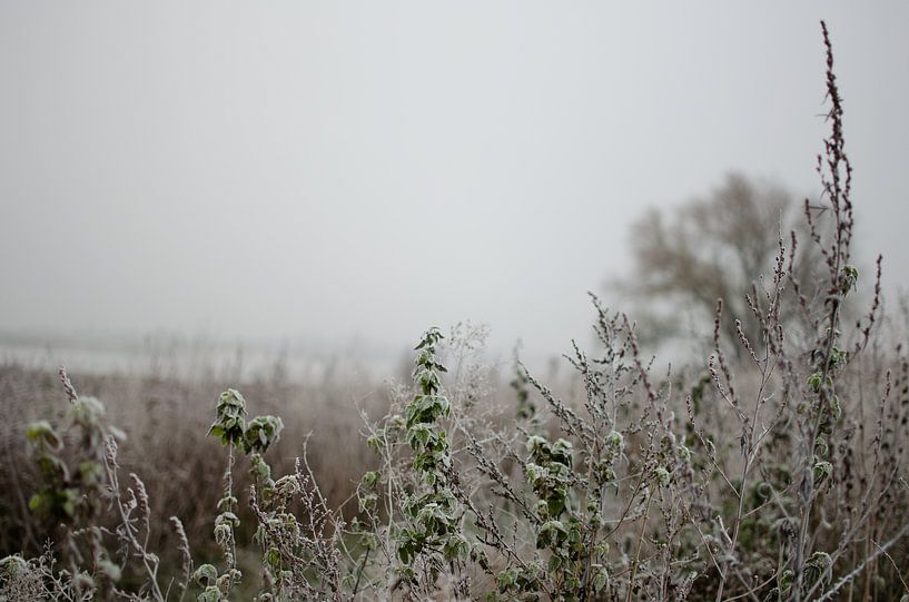 Frozen plants in a frostbite shower by Bastiaan Buurman
