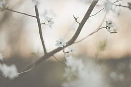 Blossom by Wendy Maria Laimböck-Dekker