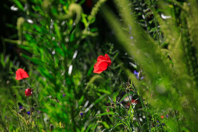Coquelicots par Thomas Jäger