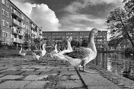 The geese of Oosterwijk by Esther Bakker-van Aalderen