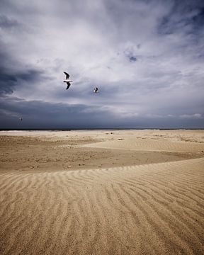 Vogels in vlucht over het strand