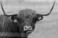 Tirer sur Highlander