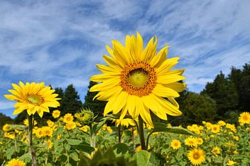Ein Feld mit blühenden Sonnenblumen von Claude Laprise