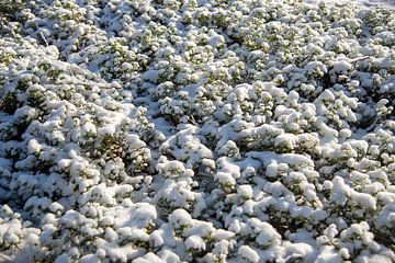 bosbes bedekt met sneeuw, Holland van Jan Fritz