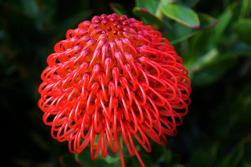 één rode speldenkussen Protea