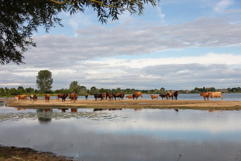 Cows by the river by Cornelius Fontaine