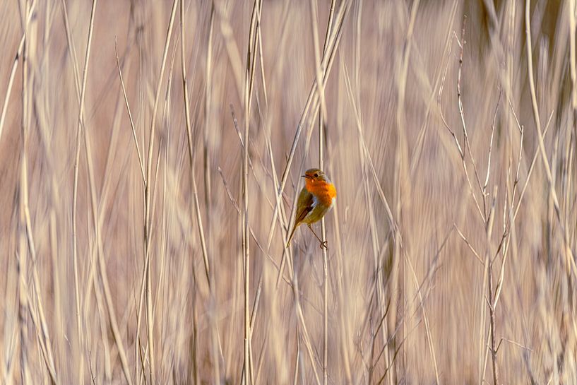 Robin in the Reed by Brian Morgan