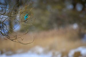 IJsvogel