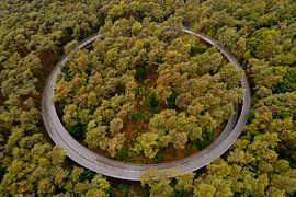 Cycling through the Trees in Belgium by Ewold Kooistra