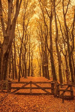 Chemin à travers une forêt de hêtres d'automne sur Sjoerd van der Wal Photographie