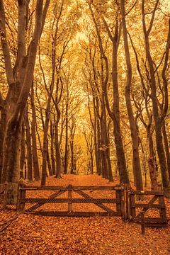 Pfad durch einen herbstlichen Buchenwald von Sjoerd van der Wal Fotografie