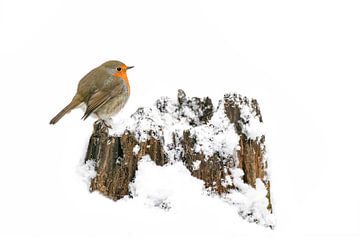 Robin in the snow on a tree trunk. by Albert Beukhof