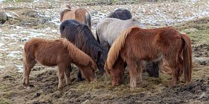 Chevaux islandais sur Albert Mendelewski