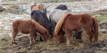 Icelandic horses by Albert Mendelewski