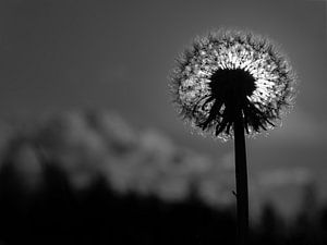 Pusteblume im Gegenlicht