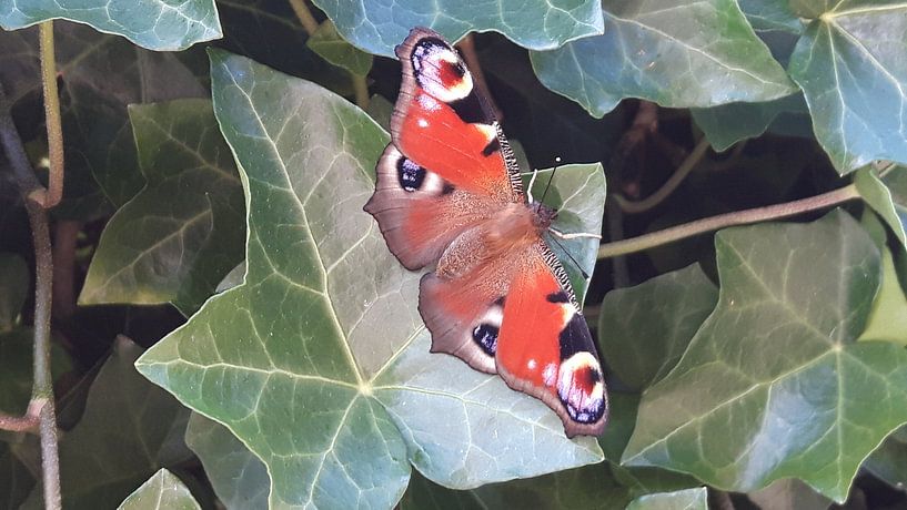 Vlinder von Ivana Luijten