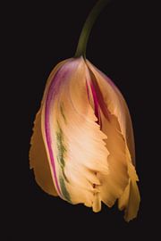 Schöne Kunst Tulpe von Sandra Hazes