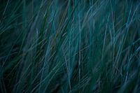 Gras - Schermonninkoog