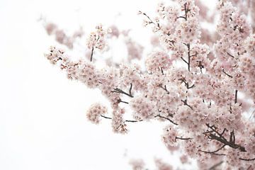 Pastellfarbener Blumendruck | Blossom