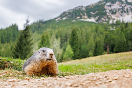Alpine marmot