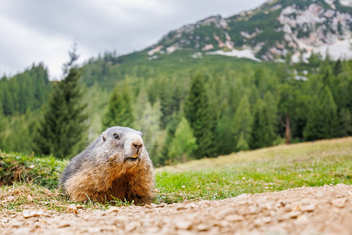 Alpenmurmeltier