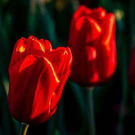 red tulip blossom by Dieter Walther
