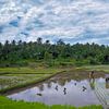 Reisfeld auf Sumatra ernten von Karin vd Waal