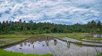 Oogst rijst veld in Sumatra van Karin vd Waal thumbnail