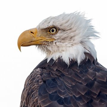 Bald eagle Portrait von Menno Schaefer