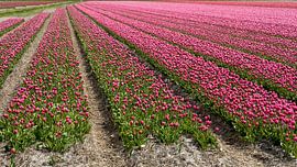 The lines in the bulb fields of North Holland by Hans de Waay