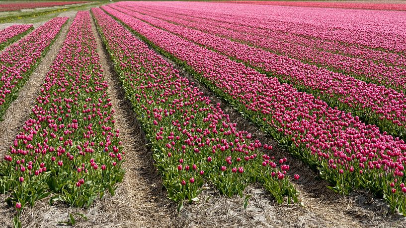 The lines in the bulb fields of North Holland by Hans de Waay
