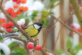 Great tit in snow covered ornamental apple tree