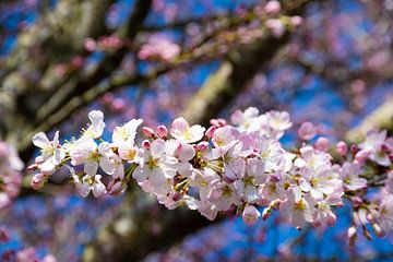 Pink blossom and blue sky van Ingrid de Vos - Boom