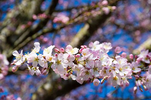 Pink blossom and blue sky